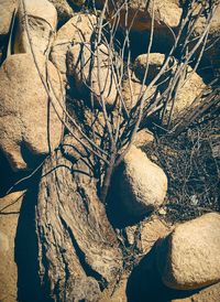 Close-up of plant against white background