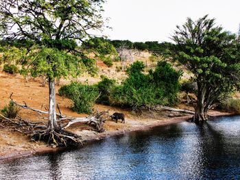 Scenic view of landscape against clear sky