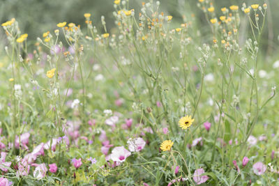 Close-up of flowering plants and flowers on field