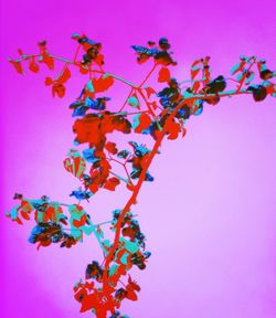 Low angle view of pink flowers