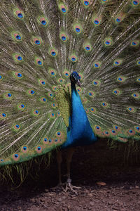 View of peacock