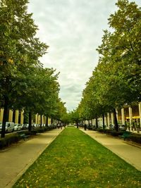 Empty road along trees