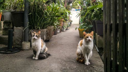 Portrait of cat sitting outdoors