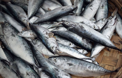 High angle view of dead fish in basket
