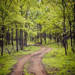 Road amidst trees in forest