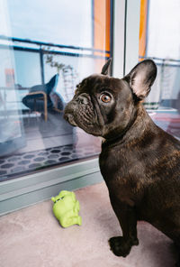 Close-up of a french bulldog looking away