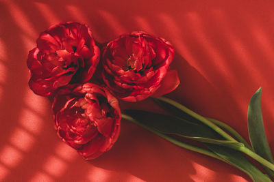 Close-up of three red full tulips