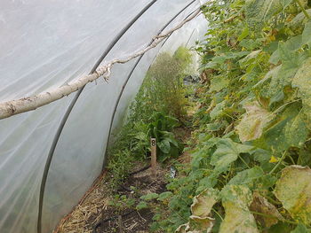 High angle view of plants growing on land