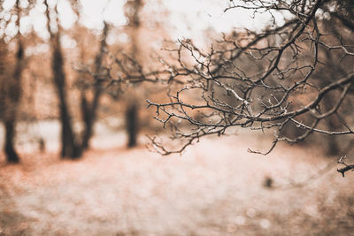 Autumn scene with brown branches on blurred fall leaves background