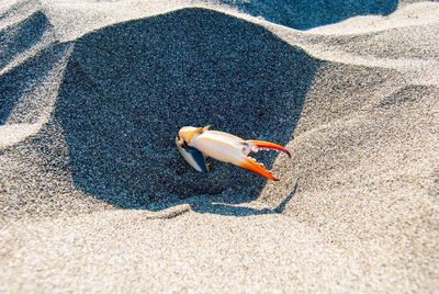 High angle view of crab on sand