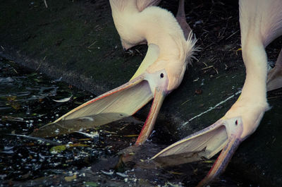 High angle view of hand feeding bird