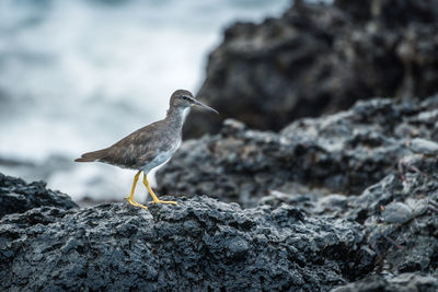 Bird perching on rock