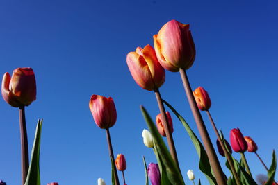 Close-up of tulips against blue sky