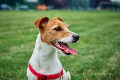 Happy dog portrait in green field outdoors