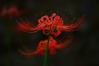 Close-up of red flower