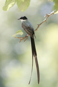 Bird perching on branch