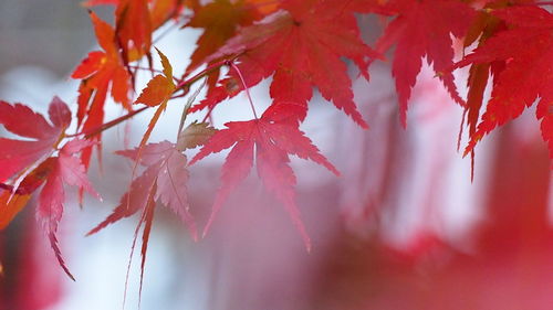 Close-up of red maple leaves