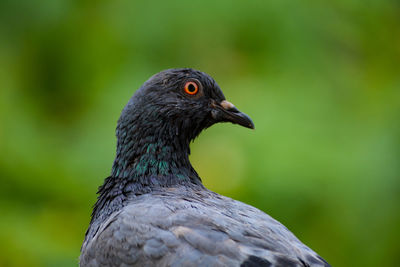 Close-up of pigeon