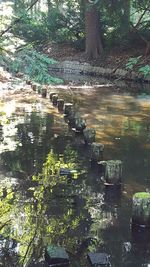 Scenic view of lake in forest