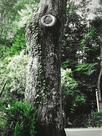 Plants growing on tree trunk