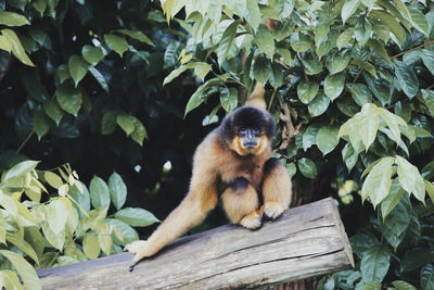 Monkey sitting on tree