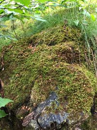 High angle view of moss growing on field