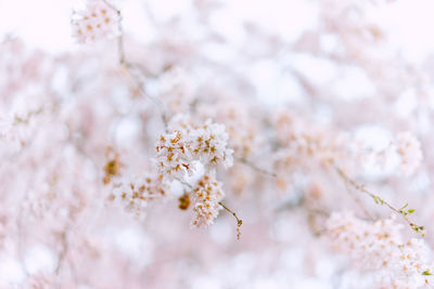 Close-up of cherry blossoms