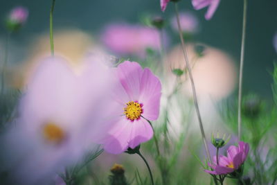 Close-up of cosmos flower blooming outdoors