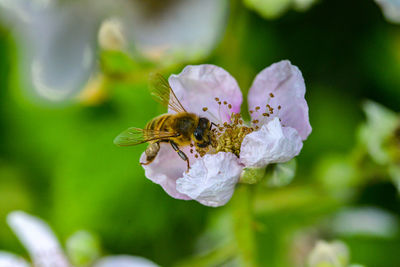 Close-up of bee pollinating on flower