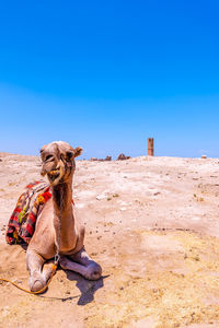 Dog sitting on land against clear blue sky