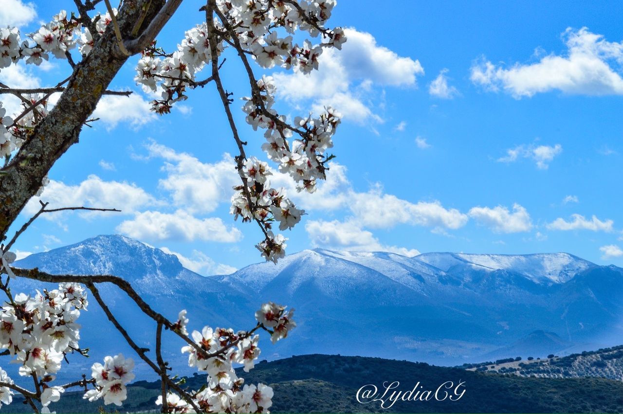 mountain, mountain range, beauty in nature, sky, tree, tranquil scene, scenics, tranquility, nature, landscape, cloud - sky, snowcapped mountain, branch, snow, cloud, season, flower, growth, blue, day
