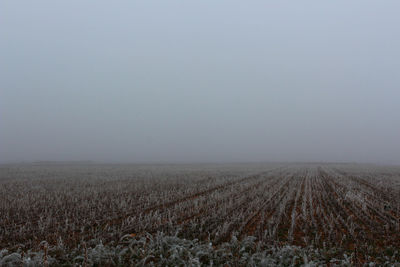 Scenic view of field against clear sky