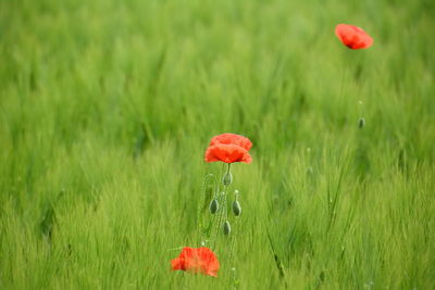 Close-up of red flowers blooming on field