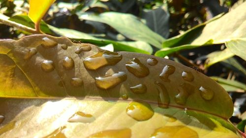 Close-up of water drops on leaf
