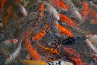 High angle view of koi carps swimming in lake