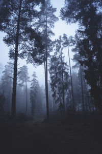 Low angle view of trees in forest