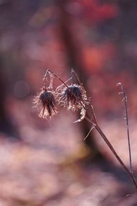 Close-up of spider on web