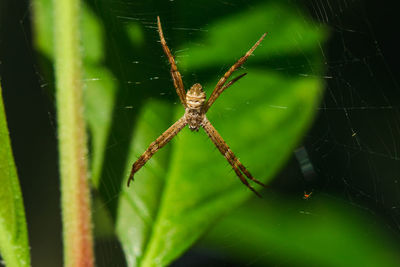 Close-up of spider on web