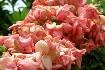 Close-up of pink roses