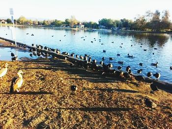 Flock of birds in water