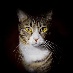 Close-up portrait of cat