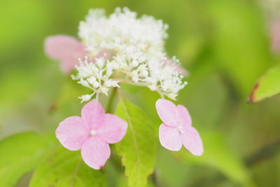 Close-up of pink flowering plant