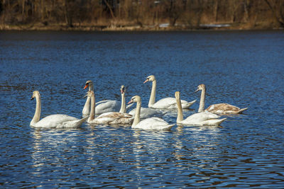 Swans swimming in lake