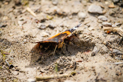 Close-up of insect on ground