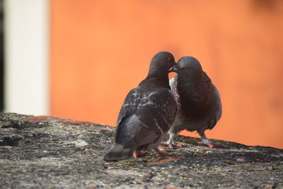 Close-up of birds perching on rock