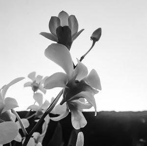 Close-up of flowers