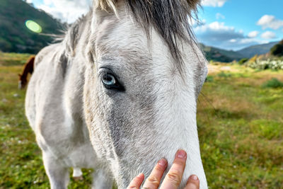 Closeup portrait of beautiful white horse with blue eye. hand touching a head of horse.