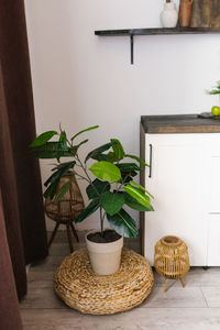Indoor ficus flower in a stylish modern pot next to the kitchen furniture. a stylish plant 
