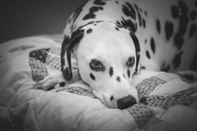 Close-up of dalmatian on bed 