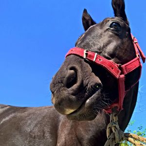 Close-up of horse against clear sky